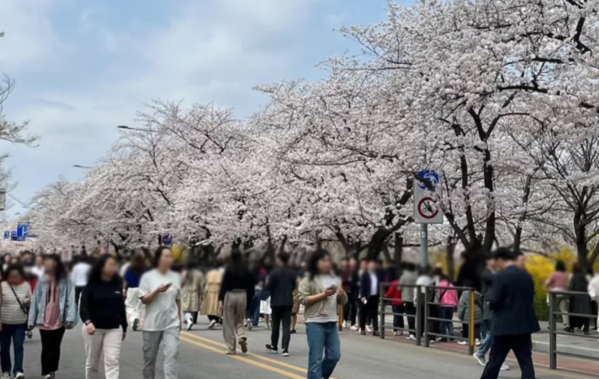 Avoid the crowds! Discover the hidden cherry blossom spots in Jeju Island/Seoul that only local Koreans know插图1