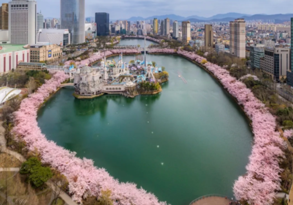 Avoid the crowds! Discover the hidden cherry blossom spots in Jeju Island/Seoul that only local Koreans know插图2