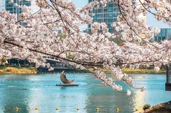 Avoid the crowds! Discover the hidden cherry blossom spots in Jeju Island/Seoul that only local Koreans know插图3