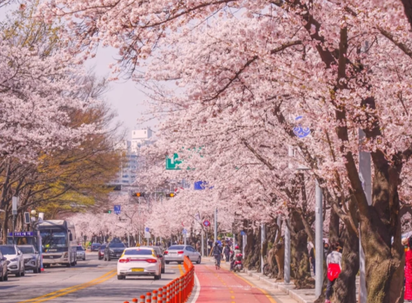 Avoid the crowds! Discover the hidden cherry blossom spots in Jeju Island/Seoul that only local Koreans know插图4