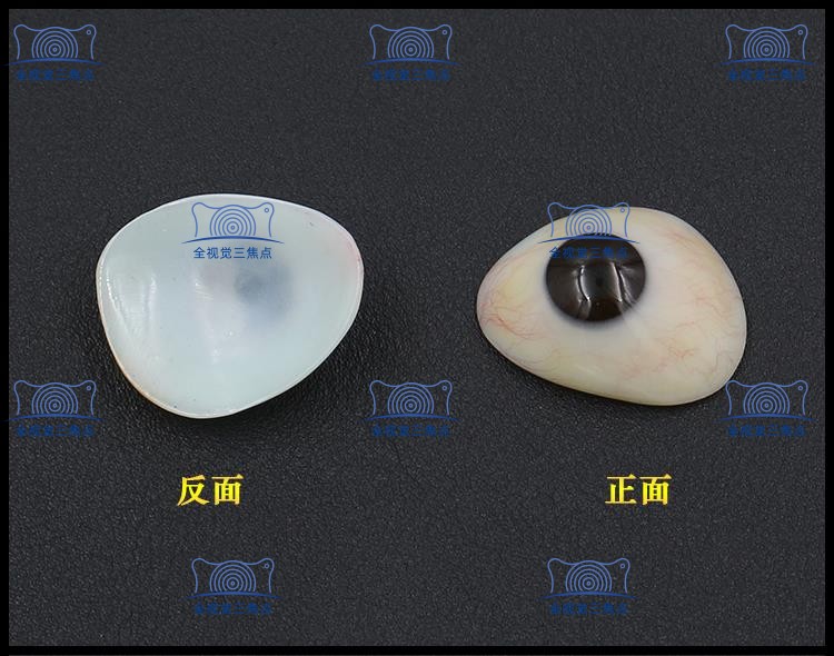 软性义眼片正反面展示