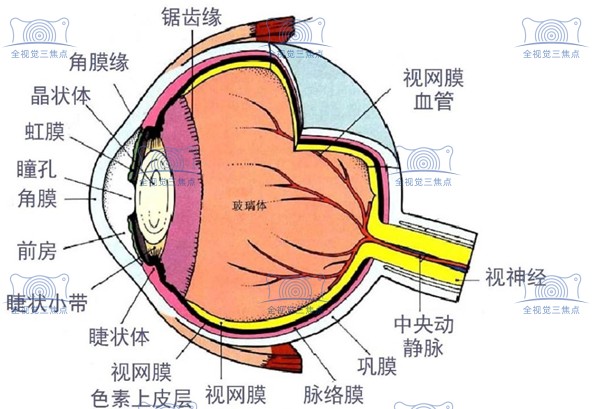 眼球的基本结构