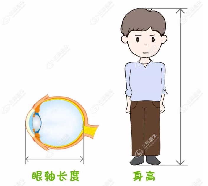 儿童眼轴长度与年龄对照表www.sanjiaojingti.com