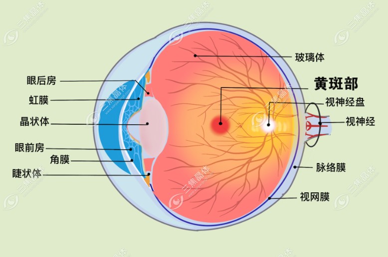 糖网病可以治疗